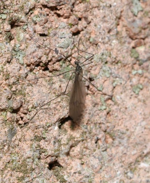 Trichocera