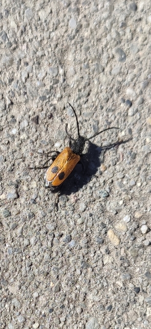Apalus bimaculatus - kétfoltos élősdibogár