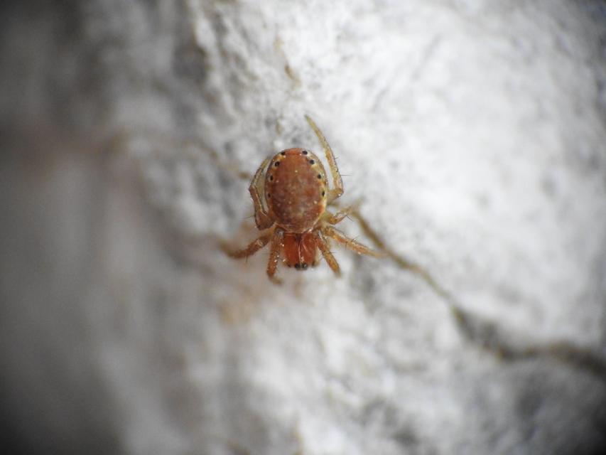 Araniella