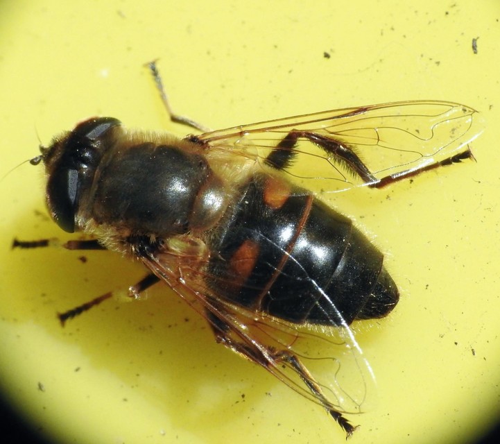 Eristalis