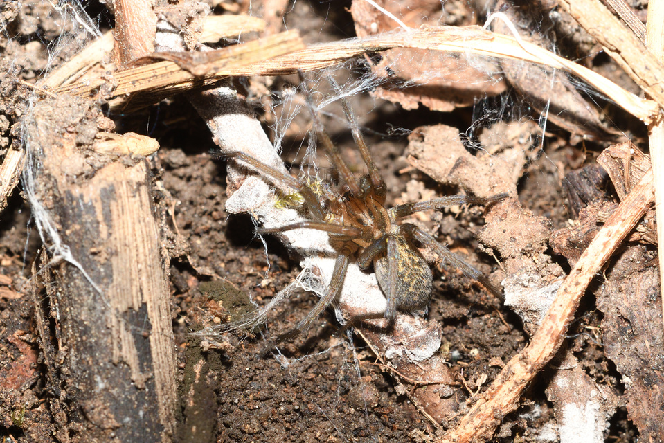 Eratigena atrica - nagy zugpók