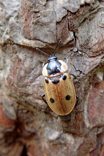 Dendroxena quadrimaculata - négypettyes dögbogár