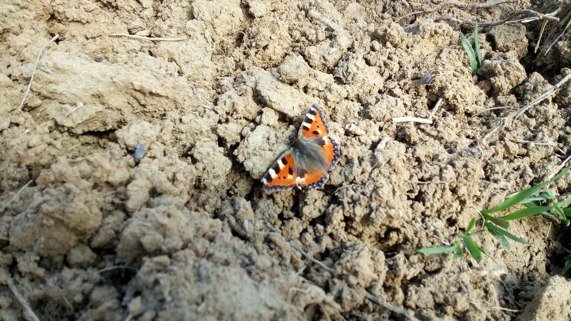 Nymphalis urticae - kis rókalepke