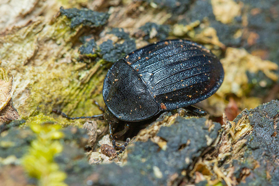 Phosphuga atrata - bordás csigarabló