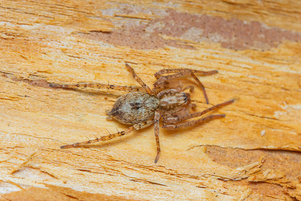 Anyphaena accentuata - jegyespók
