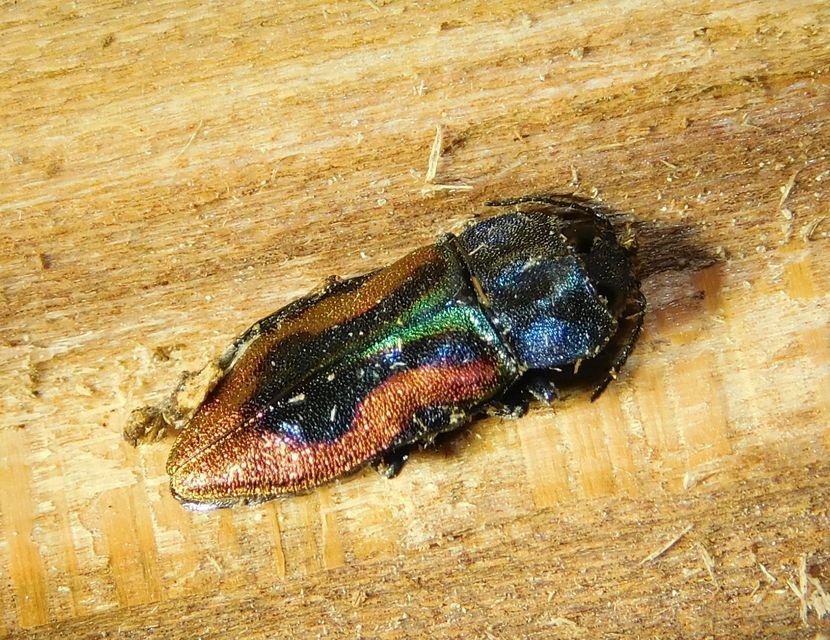 Anthaxia candens - cseresznye-virágdíszbogár