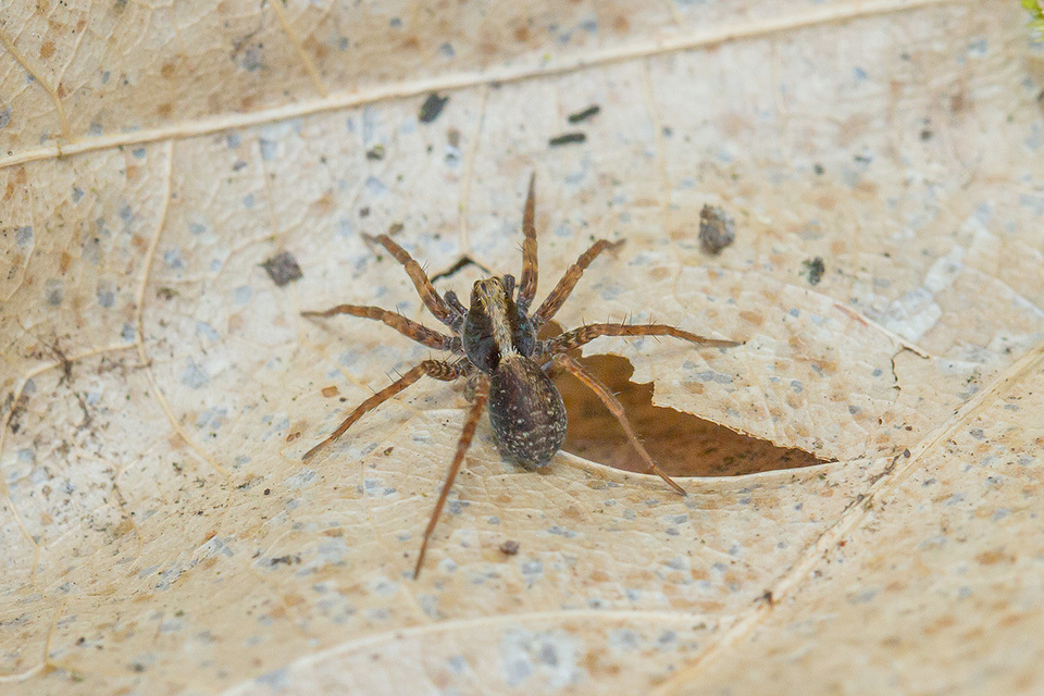 Pardosa alacris/lugubris