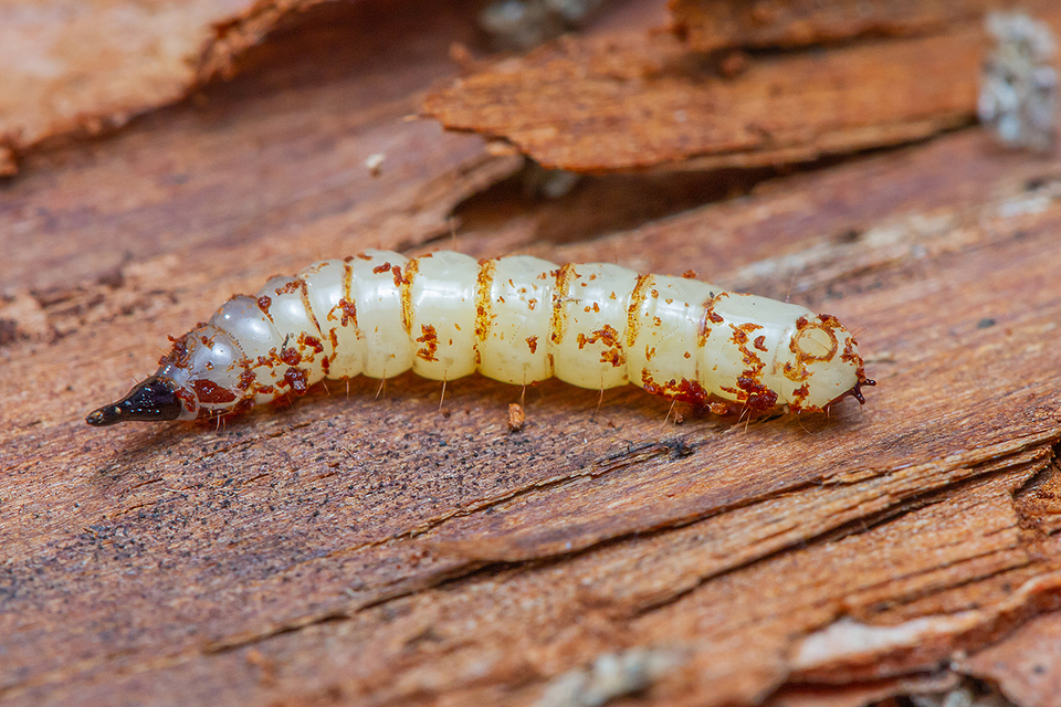 Xylophagidae