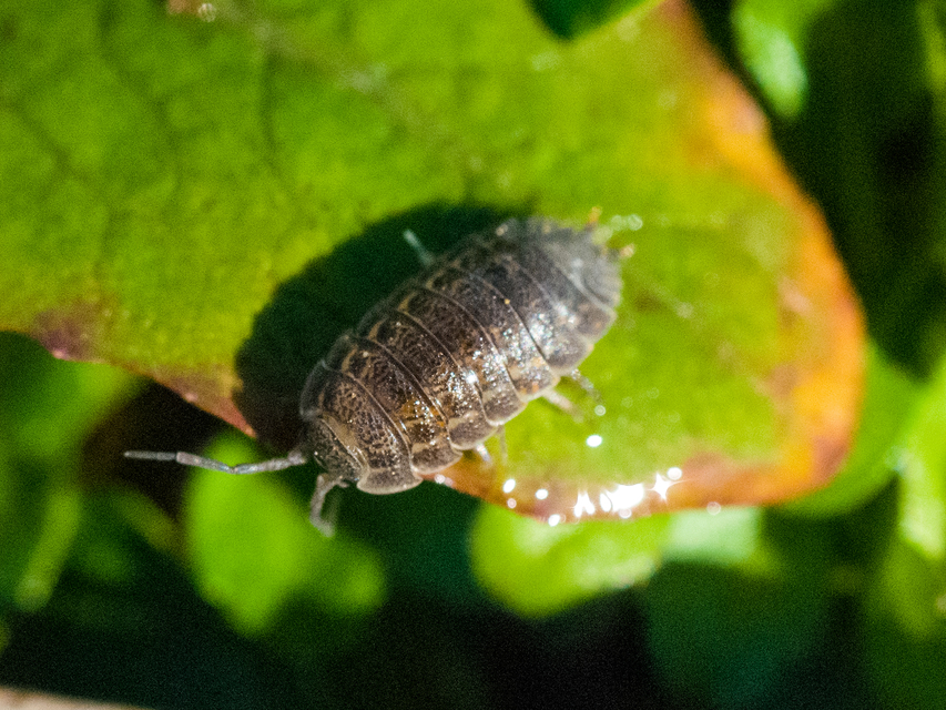 Trachelipodidae