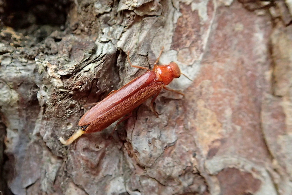 Hylecoetus dermestoides - penésztenyésztő fabogár