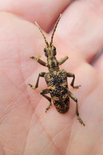 Rhagium sycophanta - tölgyes-tövisescincér