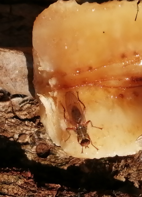 Scathophagidae