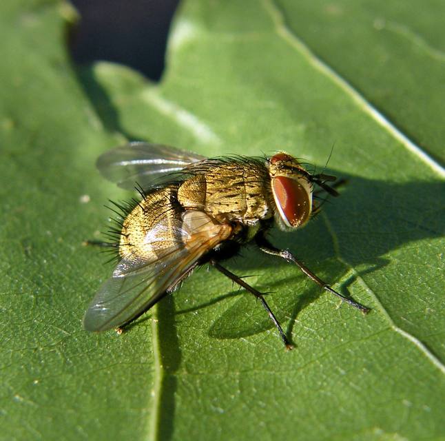 Tachinidae - fürkészlegyek
