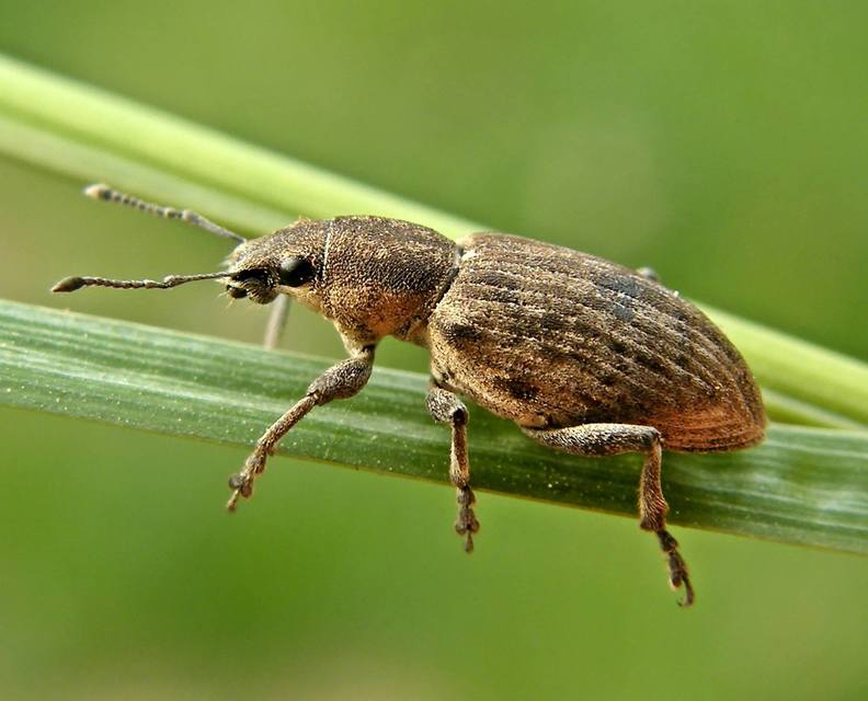 Tanymecus palliatus - közönséges hegyesfarúbarkó