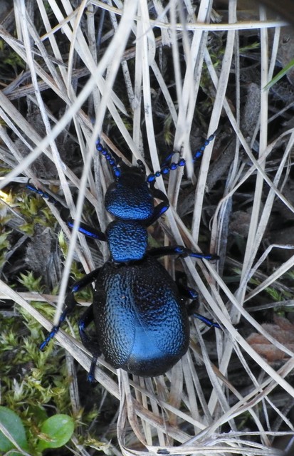 Meloe proscarabaeus - közönséges nünüke