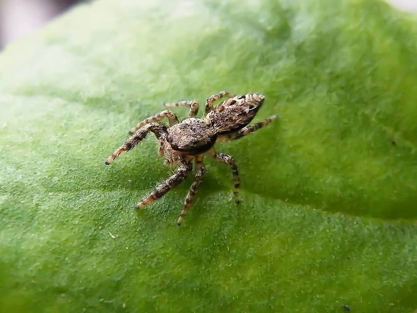 Salticidae - ugrópókok