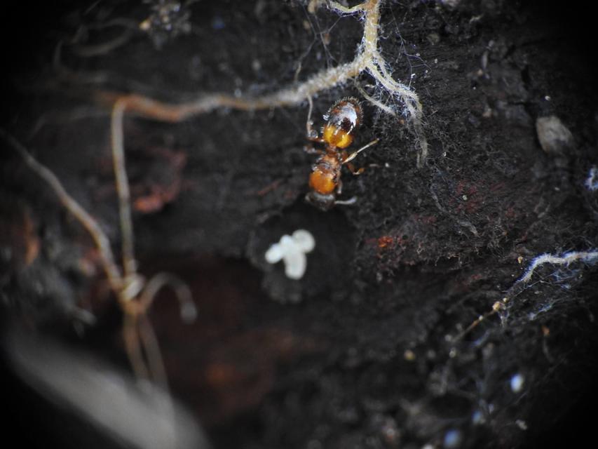 Temnothorax