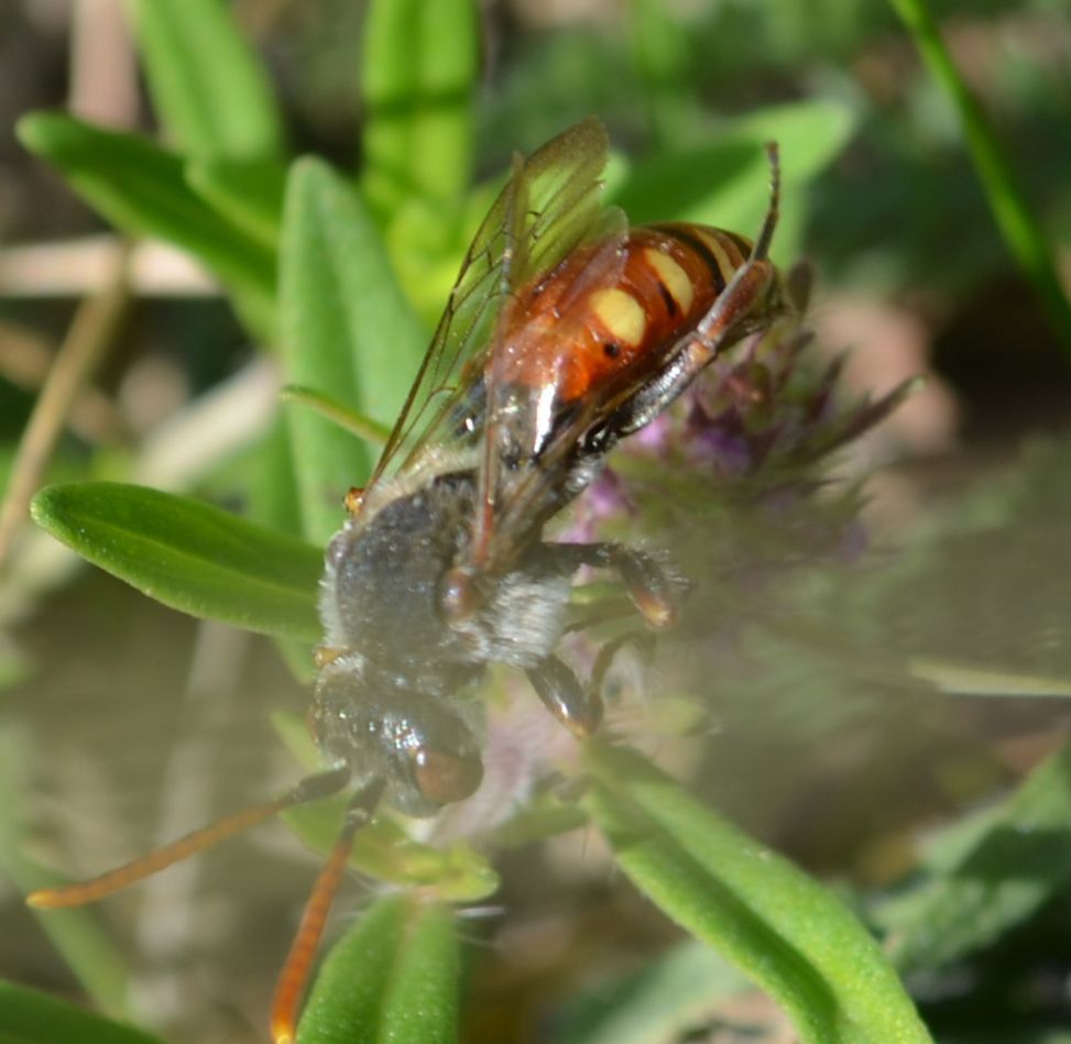 Nomada armata