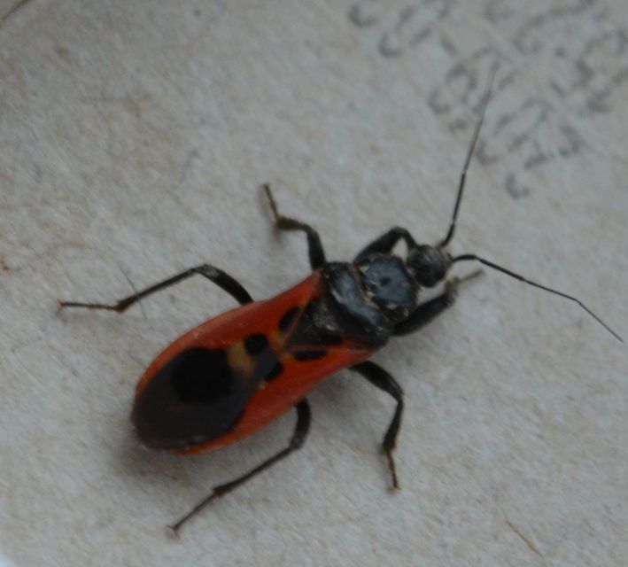 Peirates hybridus - foltos rablópoloska