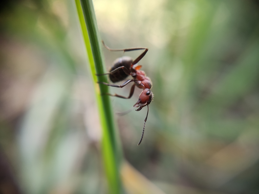 Formica pratensis - réti vöröshangya