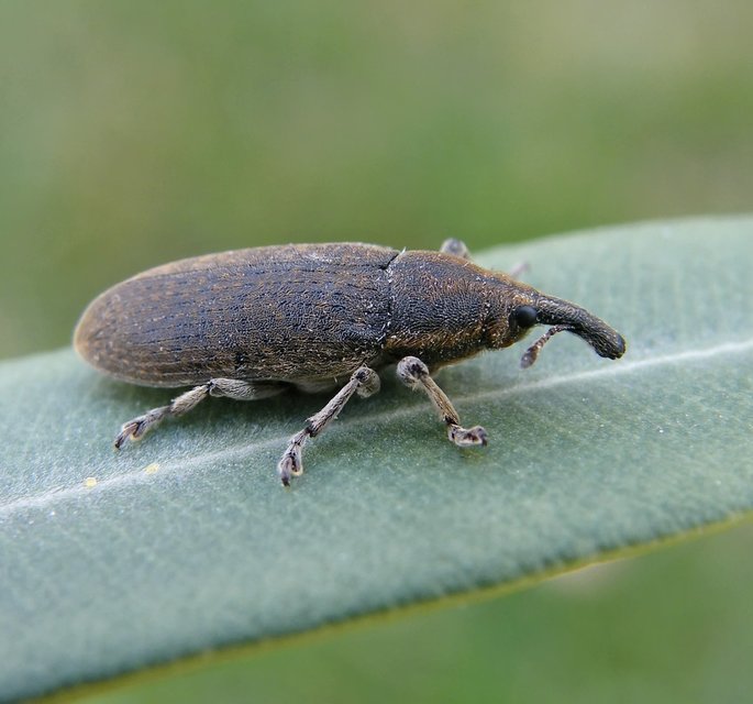 Lixus