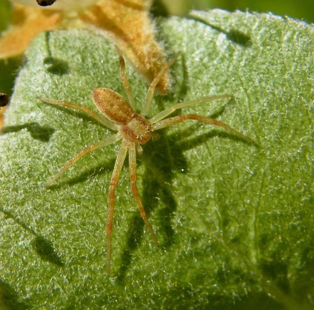 Philodromus