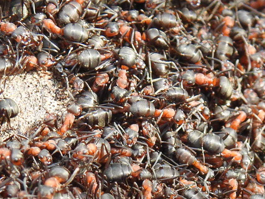 Formica polyctena - kis vöröshangya