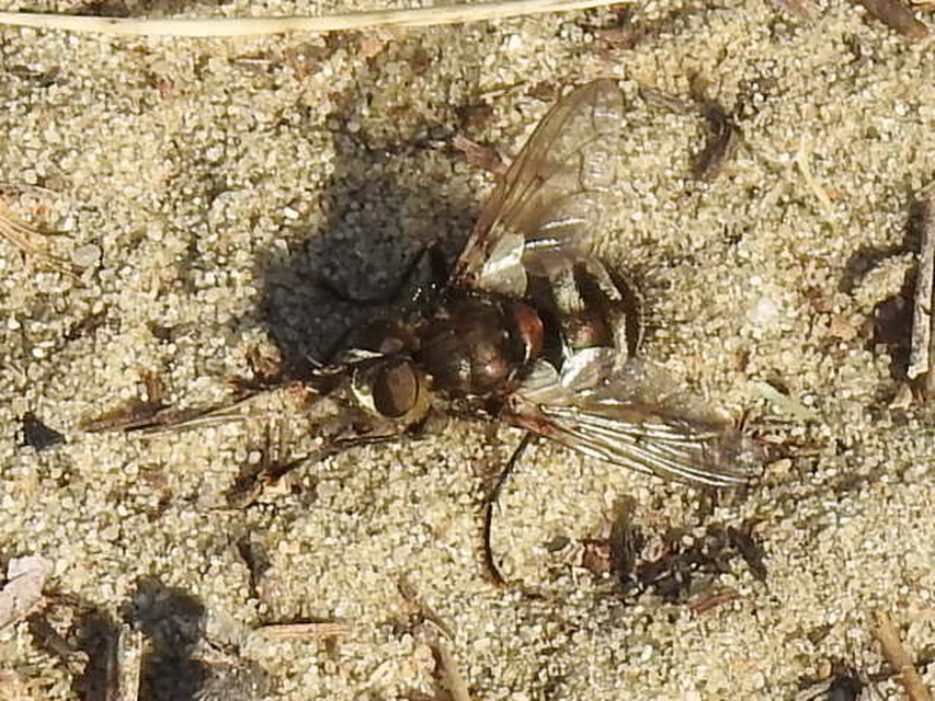 Ernestia puparum