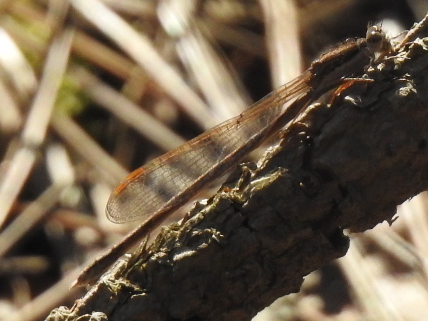 Sympecma fusca - téli rablószitakötő