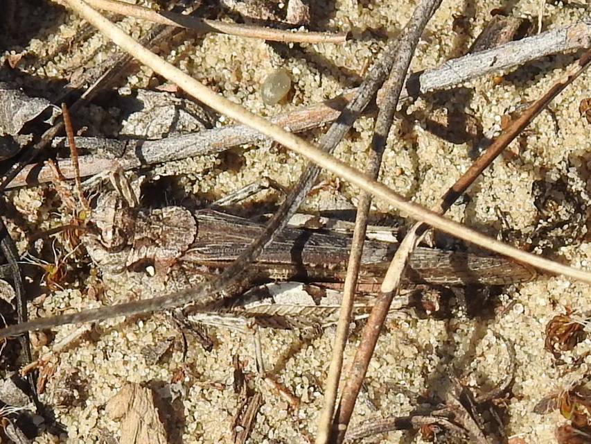 Acrotylus insubricus - önbeásósáska
