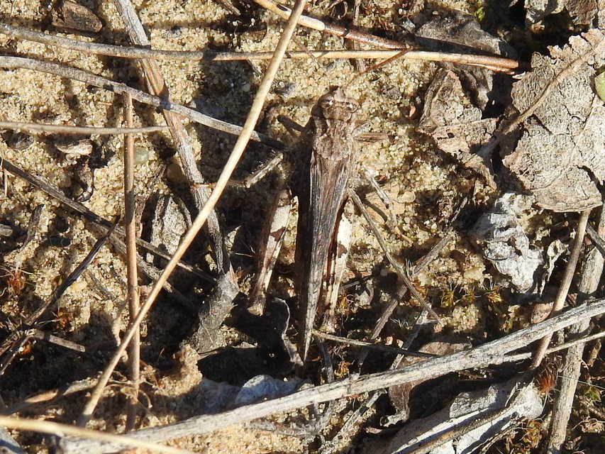 Acrotylus insubricus - önbeásósáska