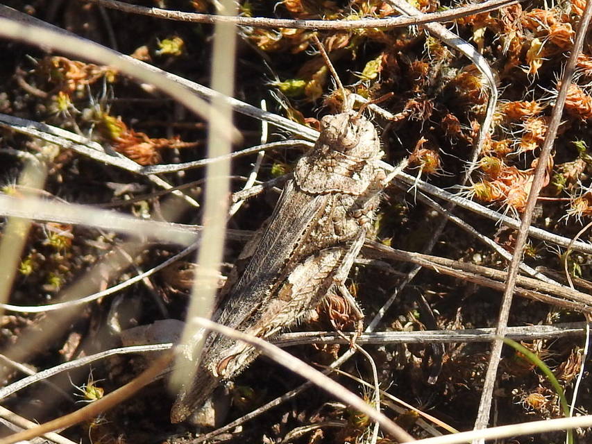 Acrotylus insubricus - önbeásósáska