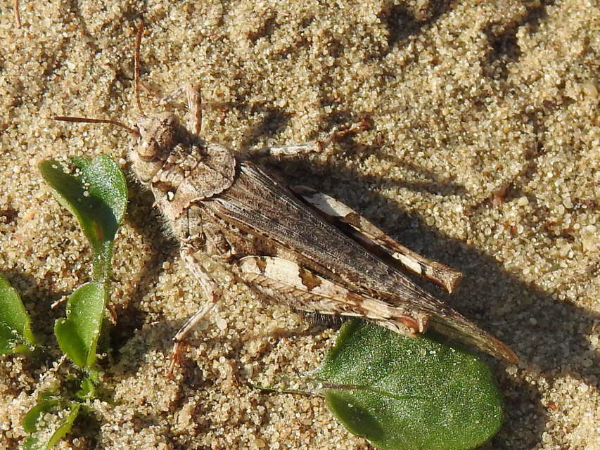 Acrotylus insubricus - önbeásósáska