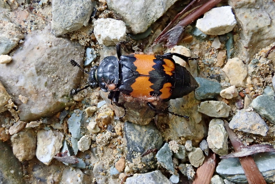 Nicrophorus vespilloides - feketecsápú temetőbogár