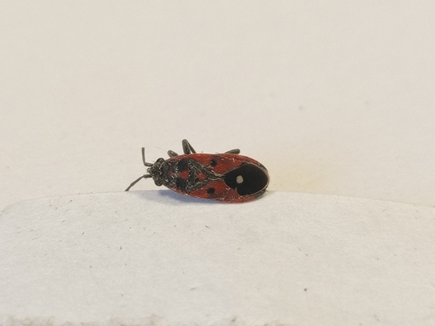 Melanocoryphus tristrami