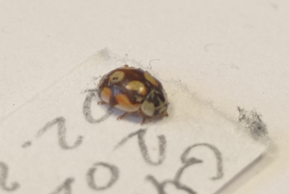 Adalia decempunctata - tízpettyes katica