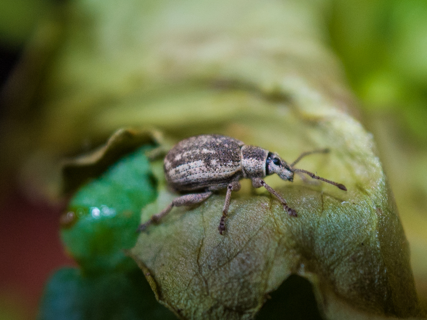 Peritelus familiaris - nagy kendermagbogár