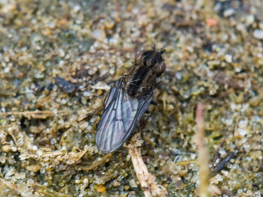 Trichieurina pubescens
