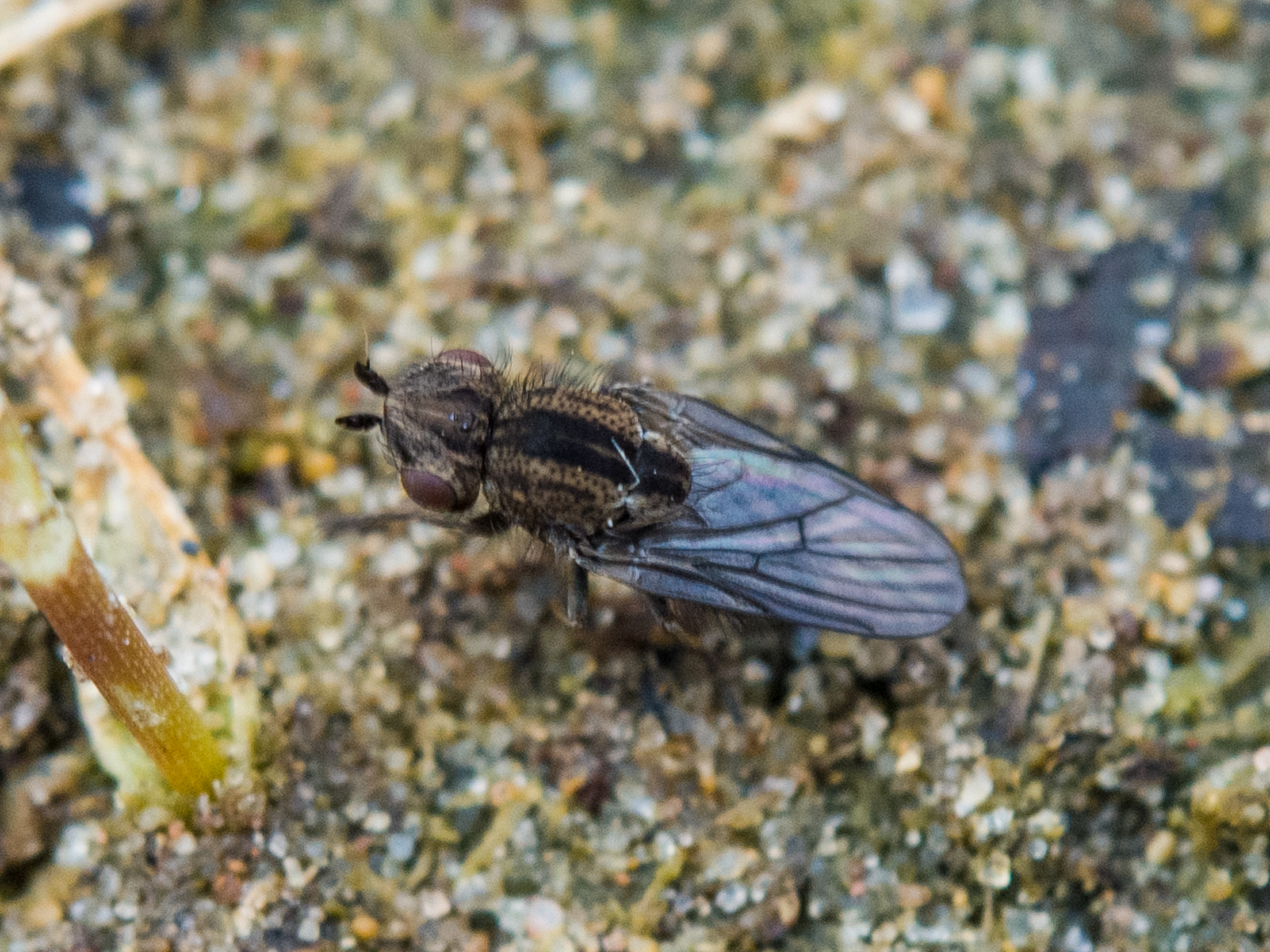 Trichieurina pubescens