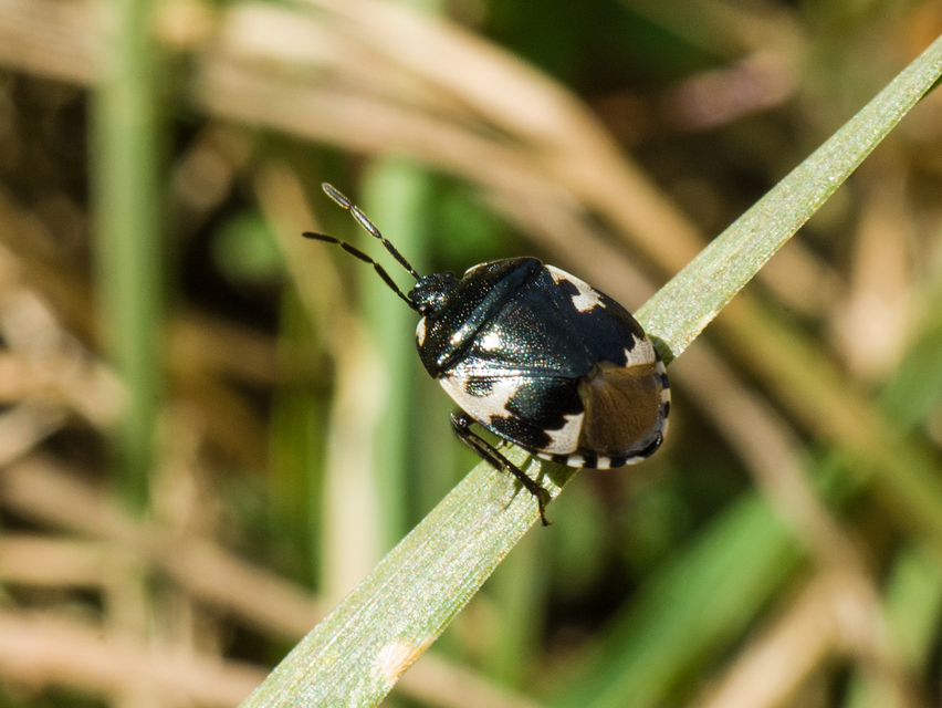 Tritomegas bicolor - foltos földipoloska