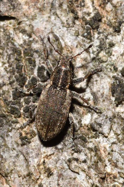 Sitona humeralis - lucerna-csipkézőbogár