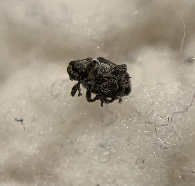 Prisistus suturalba - fehérvarratú bársonyormányos