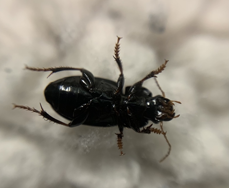 Harpalus flavicornis - sárgacsápú lomhafutó