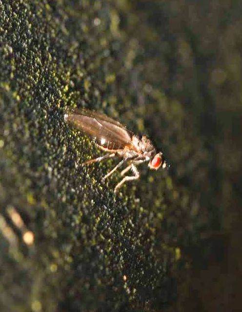 Scaptomyza graminum