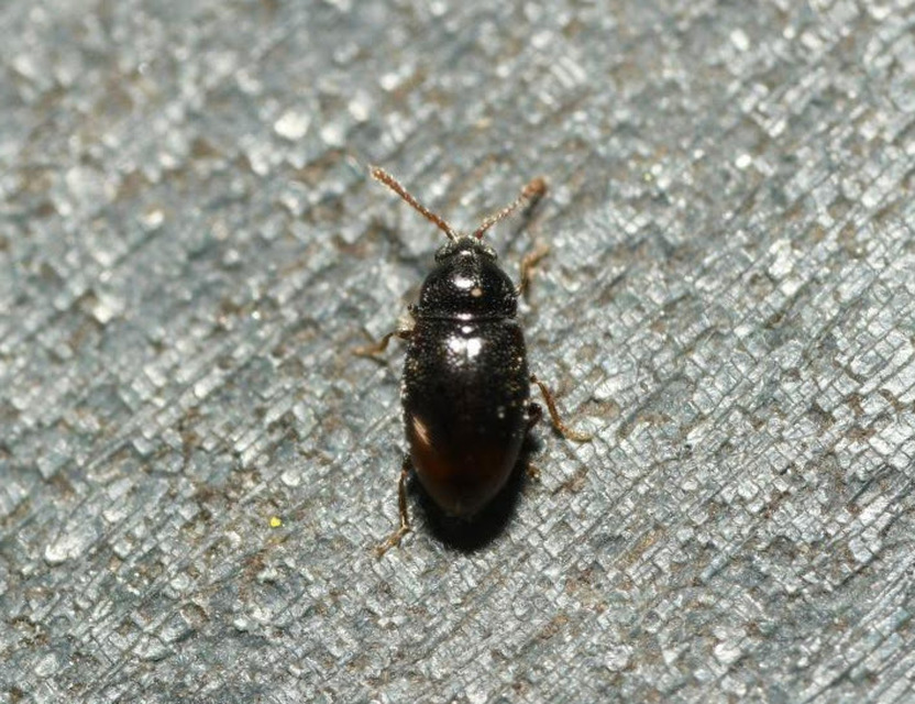 Cryptophagidae - penészbogárfélék