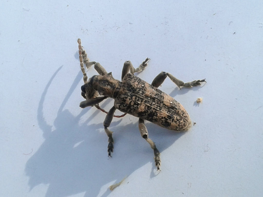 Rhagium sycophanta - tölgyes-tövisescincér