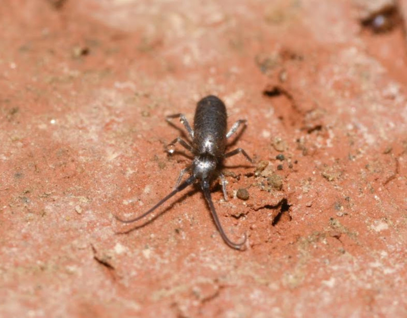 Tomoceridae