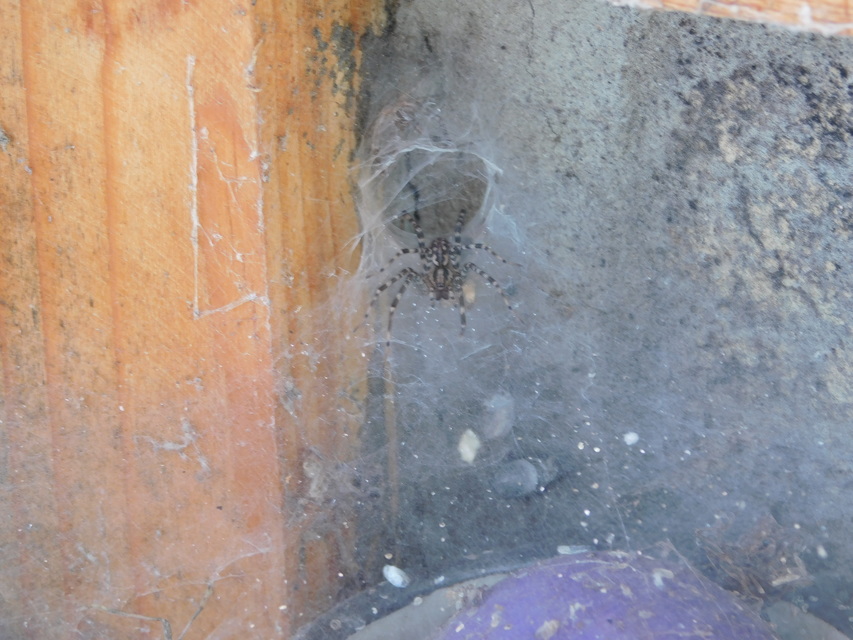 Tegenaria