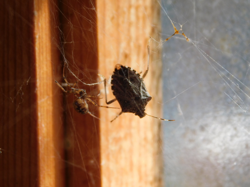 Steatoda triangulosa - háromszöges faggyúpók