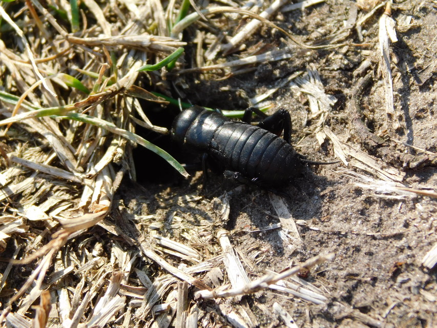 Gryllus campestris - mezei tücsök